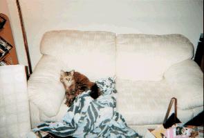 Coco and the mess she's made.jpg (9917 bytes)
